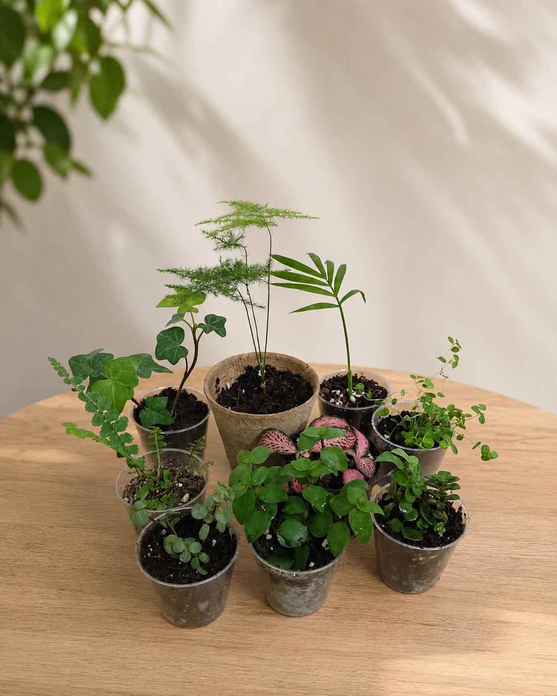 🌿 3 Plant Terrarium Starter Set