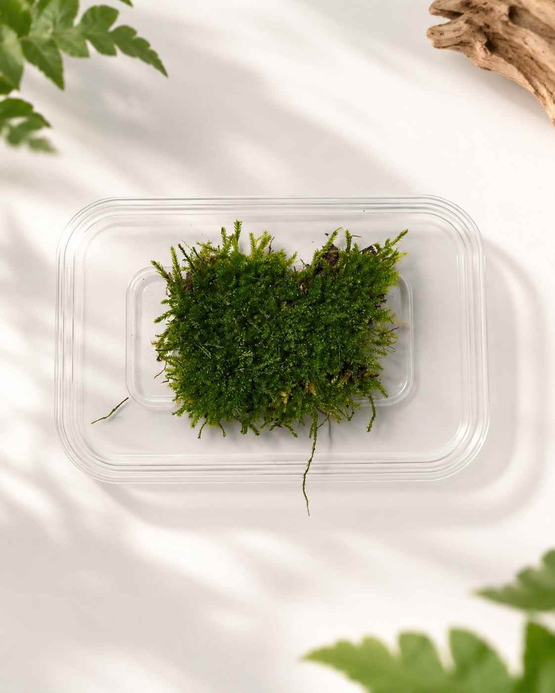 Terrarium Moss Patch (Approx. 8cm²)